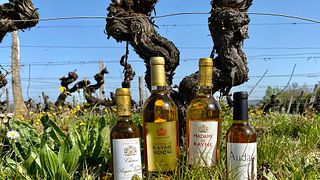 Jennifer - certified Wine guide