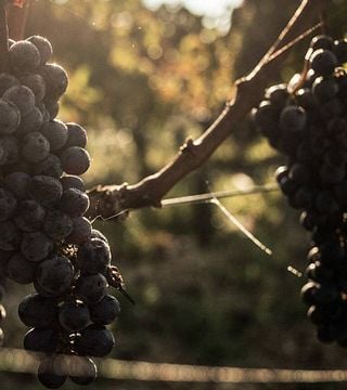 Dégustation et visite de vins au Domaine Du Comte De Thun