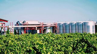 Degustação de vinhos e tour na Vinícola Peltier