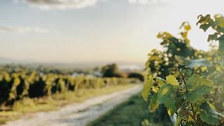 Weinprobe und Führung im Weingut Egert
