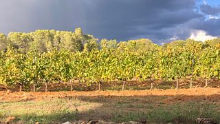Domaine du Clos d‘Alari - Organic Wines in Provence