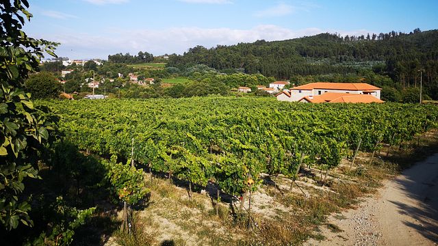 Entdecken Sie den Vinho Verde