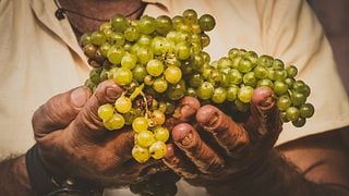 Degustazione per gli amanti del vino | Vini Titakis