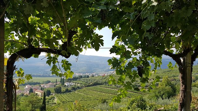 Azienda Agricola Valentina Cubi