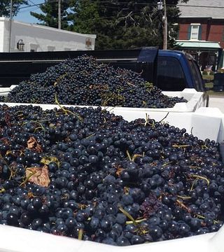 Cata de vinos y visita al viñedo de Baxter