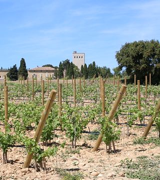 Châteauneuf du Pape intensive vineyard & fine wine experience, the best of the Rhône valley wines and history & origin of the appellation
