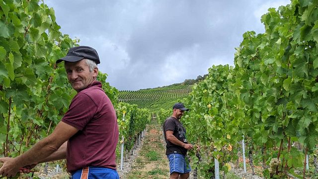 Weingut Lehnert-Veit