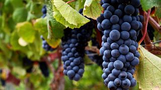 Visita a la bodega Tanagra y cata de vinos en Villard