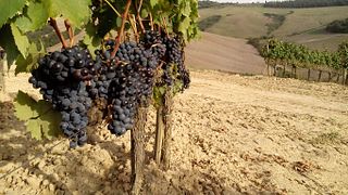 Degustazione di vini premium e tour in cantina presso l'Azienda Agricola Innocenti