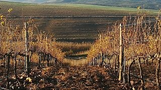 Visite privée Cap Classique avec menu 3 plats & dégustation à Botrivier !
