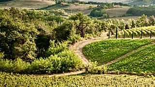 Degustação de vinhos clássicos na vinícola Le Palaie