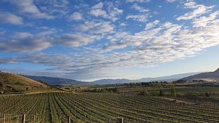 Degustazione di vini e tour presso Domaine Thomson Wines