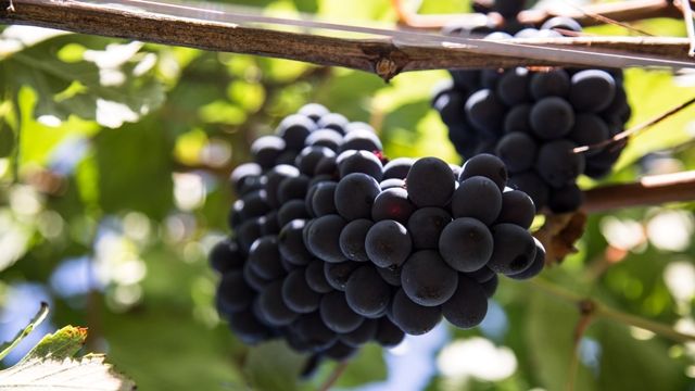 Azienda Vinicola Gianni Doglia