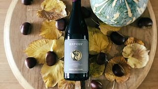 Degustação de vinhos e tour no Casale Del Giglio Società Agricola