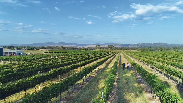 Cata de vinos y cena en la bodega Shine Grape
