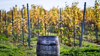 Winnica Wieliczka - A Unique Vineyard Experience