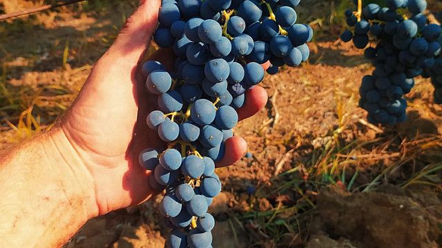 Botrugno Sergio Azienda Vitivinicola
