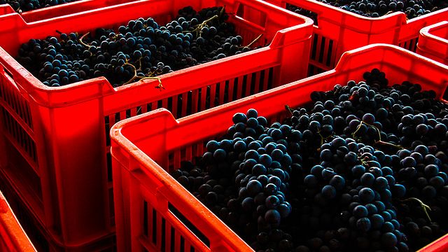 Broccardo Winery