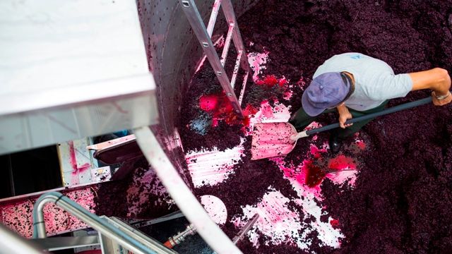 Dégustation de vins et visite à Herdade Da Calada