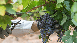 Weinprobe und Tour in der Bodega Cerro San Cristobal