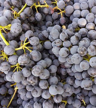 Cascina Sarìa: A Family Legacy in Piedmont