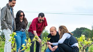 Paseo guiado cata de vinos excluiva