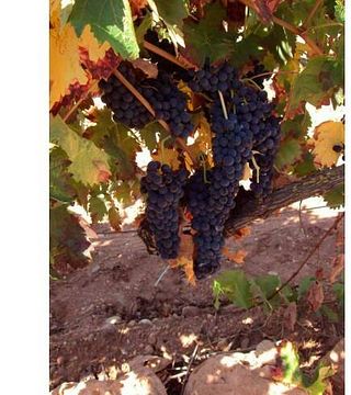 Degustação de vinhos e tour na Sala Degustación Ruvive