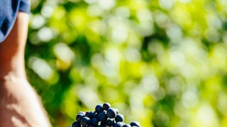 Tour de vinhos da Grande Seleção