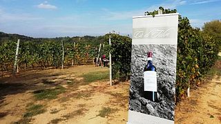 Weinprobe und Führung in der Azienda Agricola Cà di Tulin