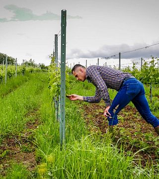 Degustação de vinhos na vinícola Bardon - Tokaj