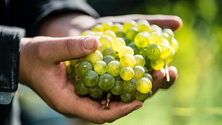 Degustação de vinhos e visita