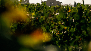 Degustación de vinos y productos locales en Tenuta di Montefoscoli
