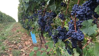 Degustazione di vini e visita alla tenuta Szeleshát
