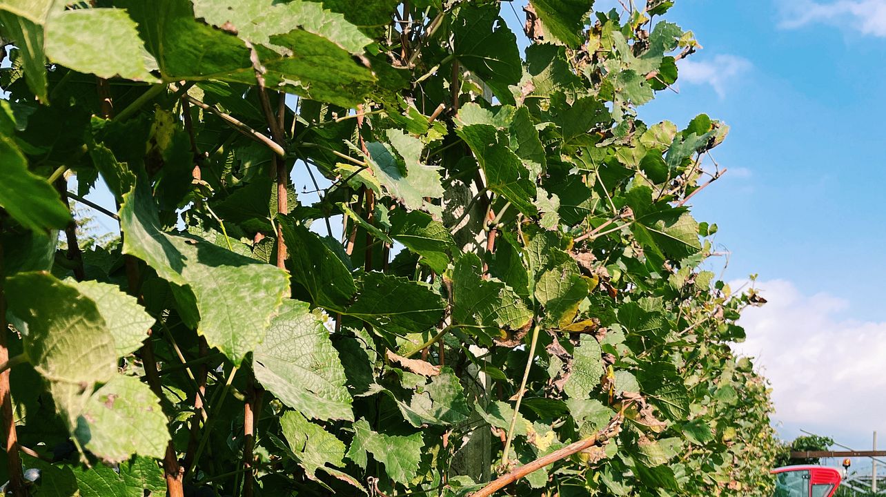 Vitivinicola Secchi