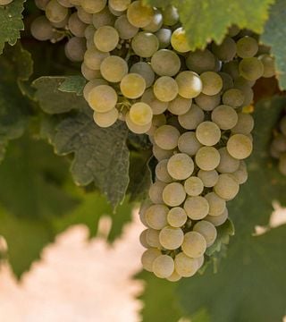 Besuch im Weingut & Weinprobe | Marqués De Cáceres