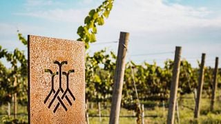 Degustazione di vini e visita a Tres Raíces