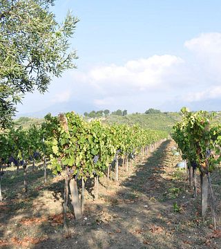 La Guardiense Winery