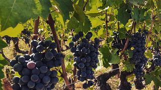 Dégustation de vins et introduction à la Tenuta La Macchia