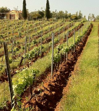 Tuscan Wine & Olive Tour at Quercialuce