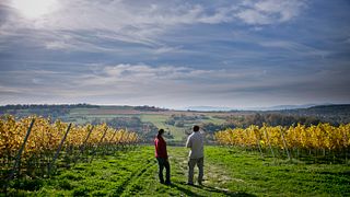 Winnica Wieliczka - A Unique Vineyard Experience