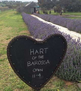 Hart of the Barossa