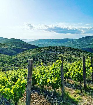 Dalmatian Babić Wine & Vineyard Tour at Matosin