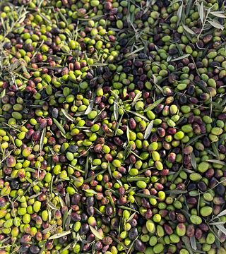 Bodega Son Juliana