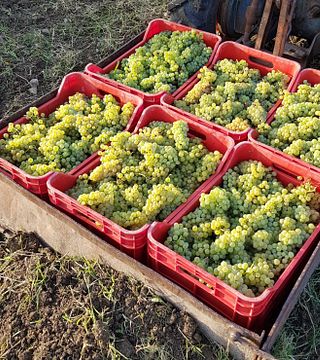 Principi Di Mola Winery