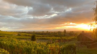 Domaine Albert Seltz