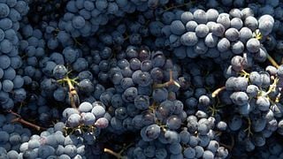 Weinprobe und Tour bei Muschi Alti