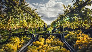 Vineyard Hike & Wine Tasting in Lower Austria