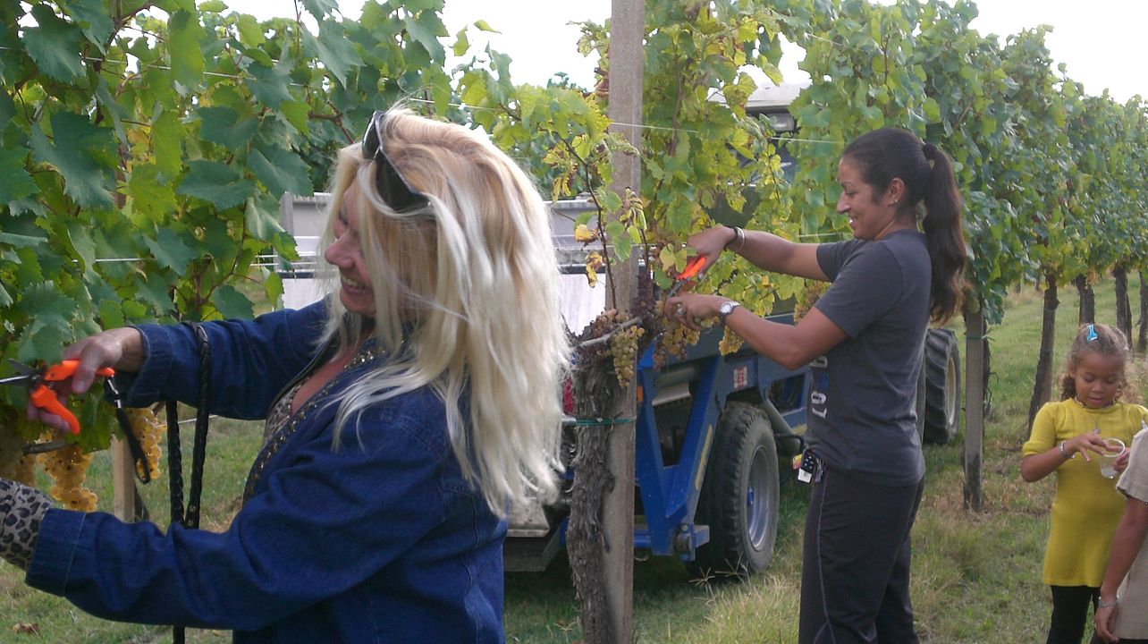 Harvest Party på Colutta Wines