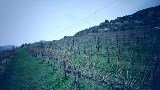 Weinprobe und Tour bei Daskalaki Irini Silva Wines