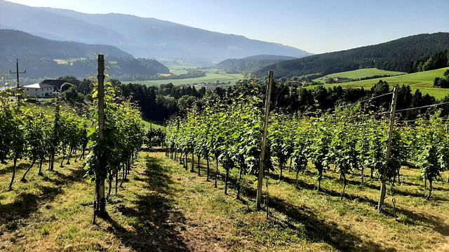 Vino e assaggi regionali: degustazione con vista